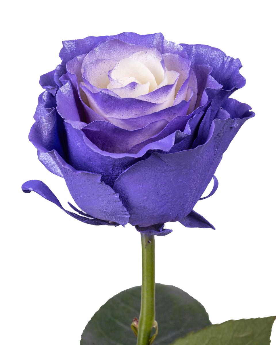 Lavender White Pearl - base view